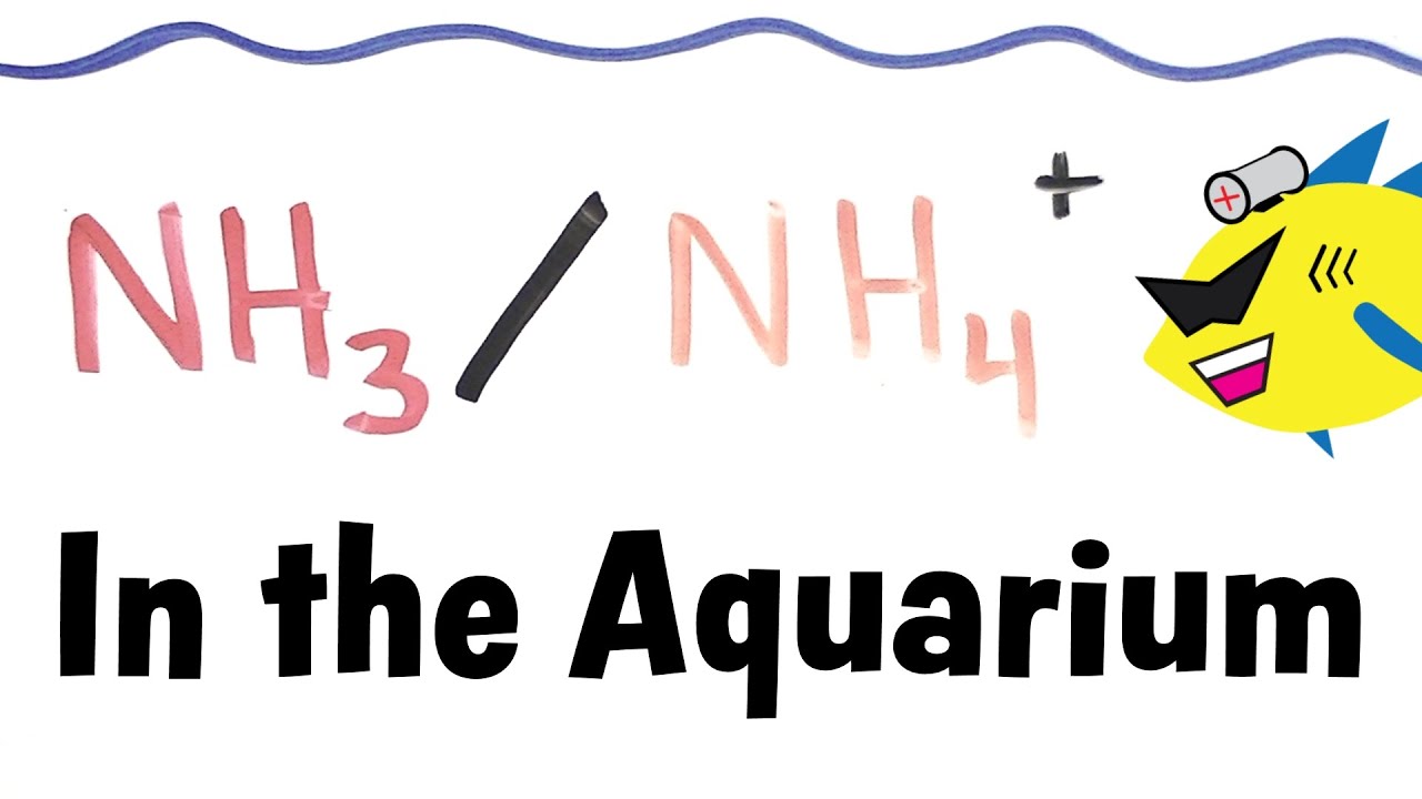Ammonia and Ammonium in the Aquarium