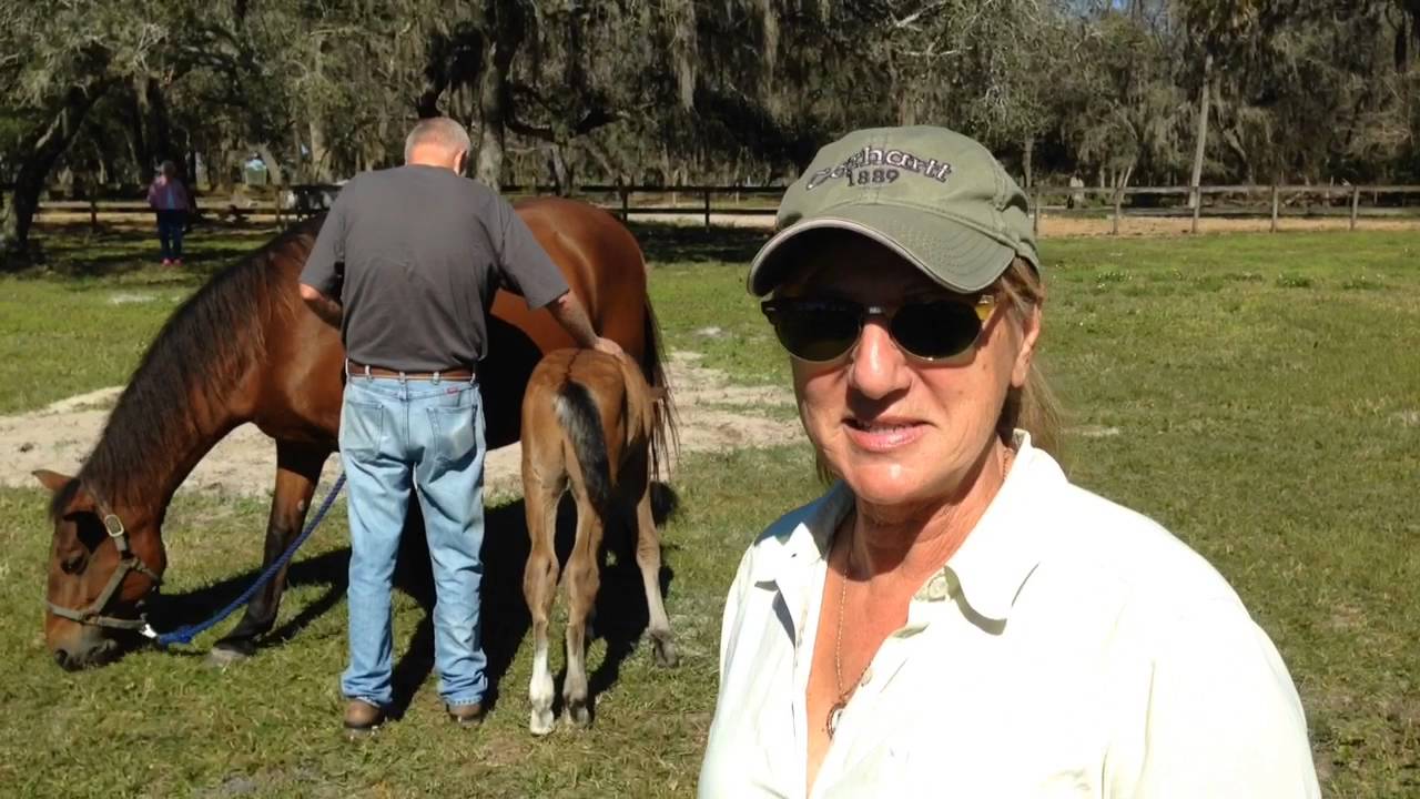 First Lipizzan colt In seven years welcomed in Myakka City
