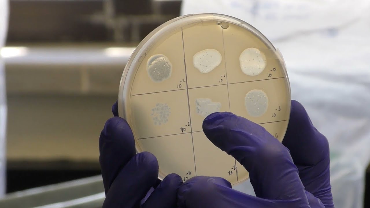 Titering Phage - spot and whole plate methods
