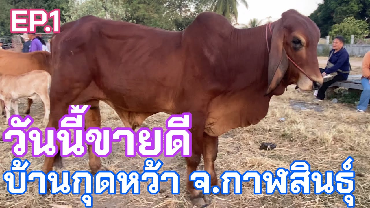 EP.1 #ราคาวัววันนี้ 25 ธ.ค. 2568 #ตลาดวัวบ้านกุดหว้า #วัวเพศผู้ #วัวเลี้ยง #วัวขุน #cow #ตลาดวัว