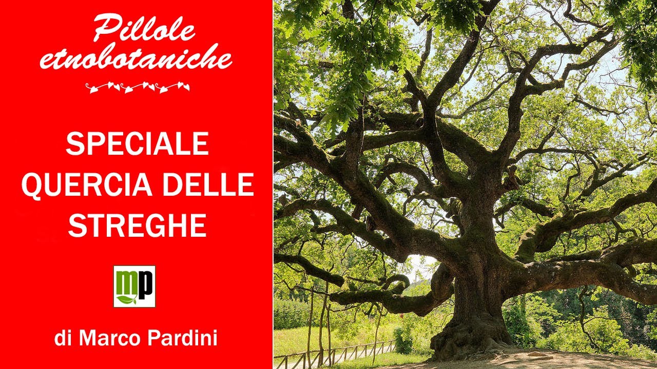 Speciale Quercia delle Streghe