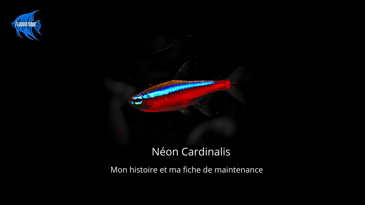 LE N&Eacute;ON CARDINALIS [FICHE DE MAINTENANCE]