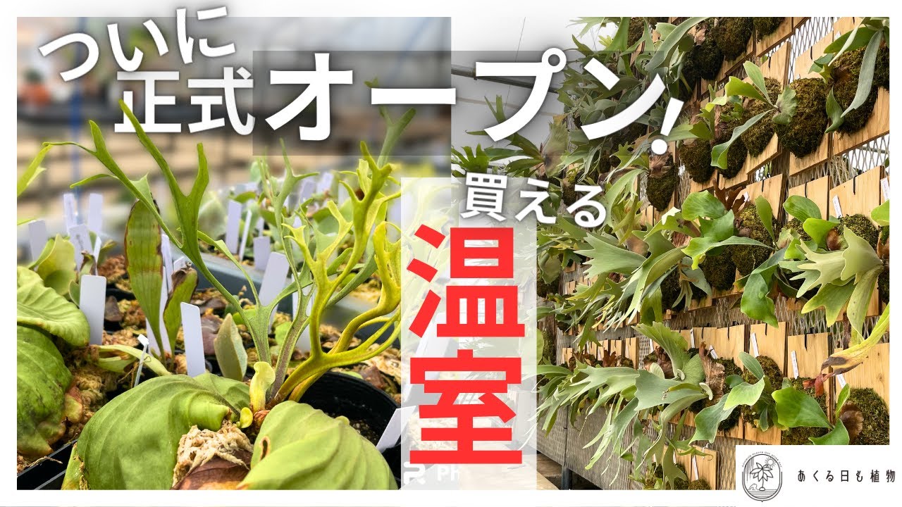 ついにオープン！植物を買える温室「ライボタボタライ」来店方法と、直前の温室内の様子をお届け