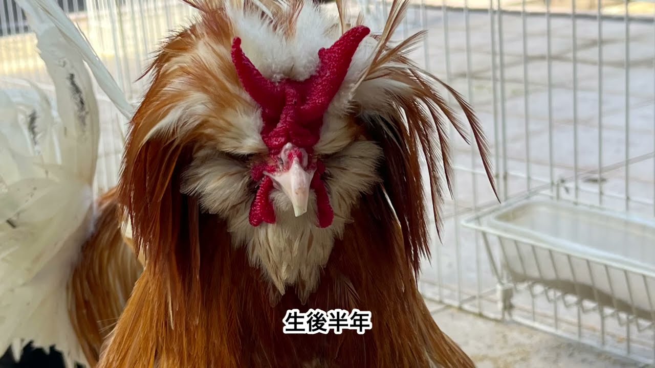 我が家のポーリッシュたち