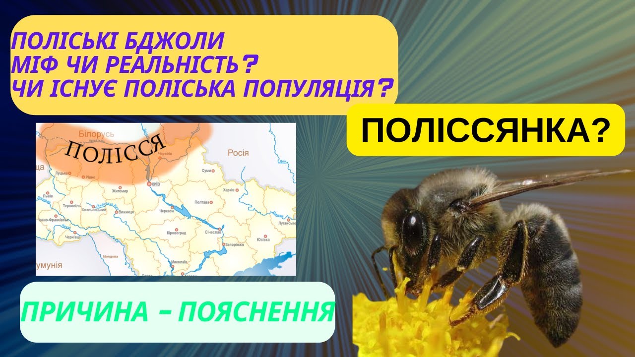 Бджільництво. Поліські бджоли. Втрачена порода! Може бути крутіша ніж завозні породи.