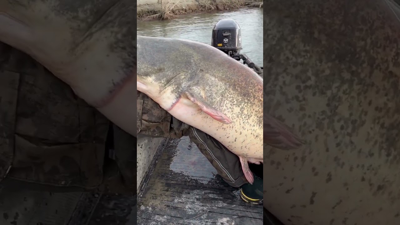 Italienischer MONSTER WELS - Fisch gr&ouml;&szlig;er als Boot - Welsangeln am Fluss - #catfish #shorts #fishing
