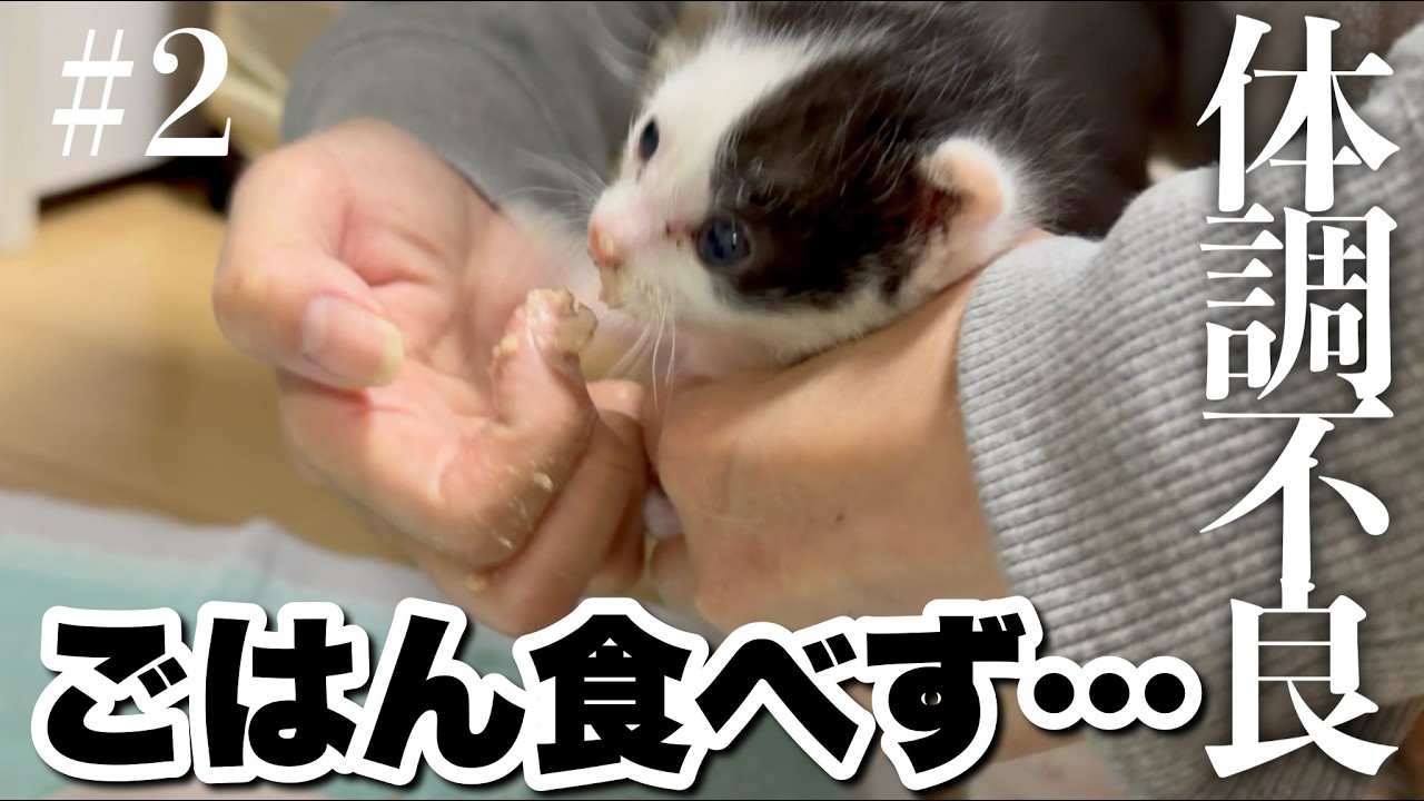 【初の乳飲子に挑戦！】保護猫こんぶ編#2