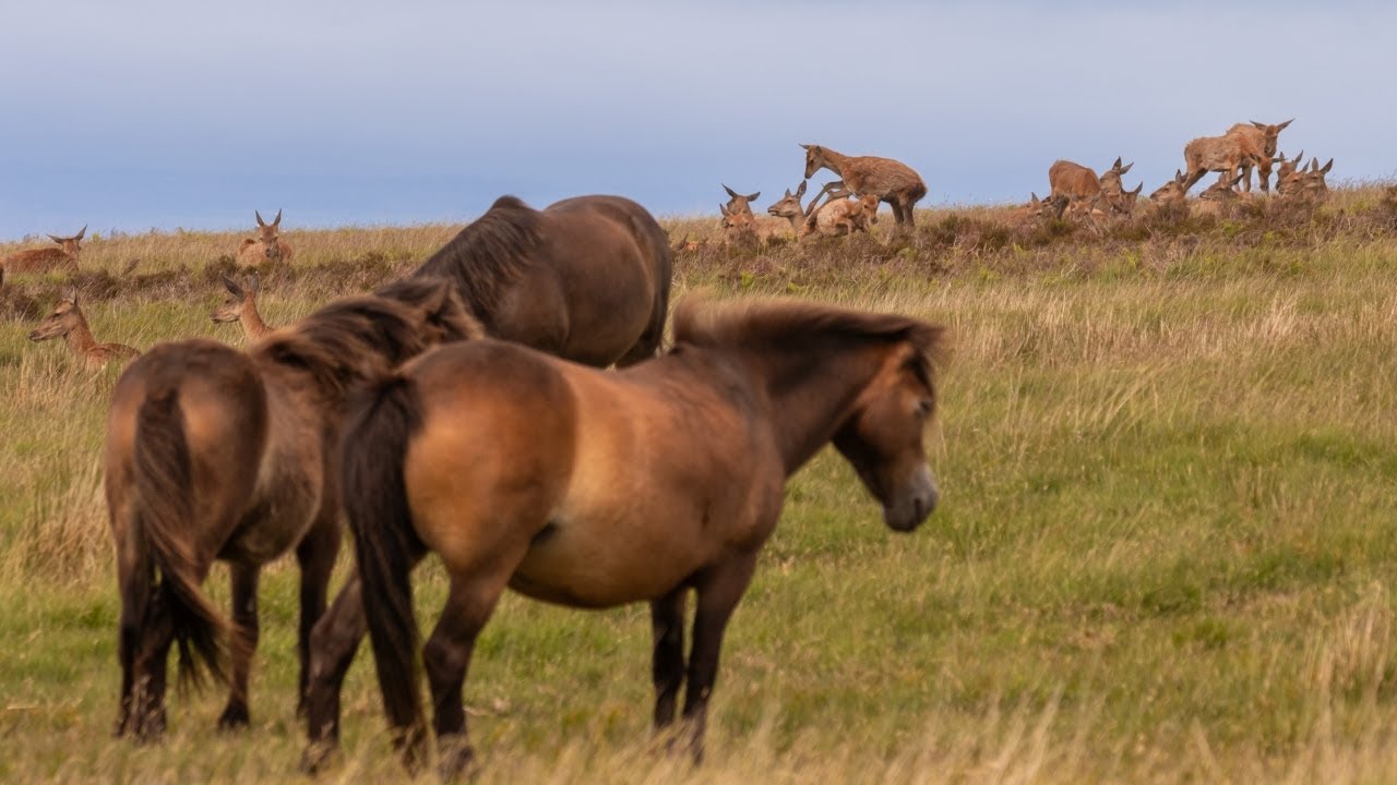 Exmoor Ponies, Deer and Cotton Grass