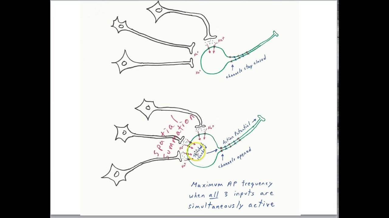 Orientation/edge detector cells in visual cortex