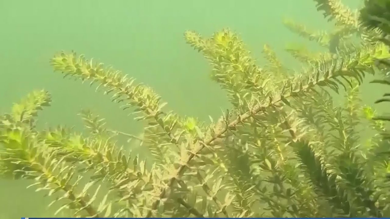 Lake Austin business owners push city leaders to drain the lake to stop hydrilla