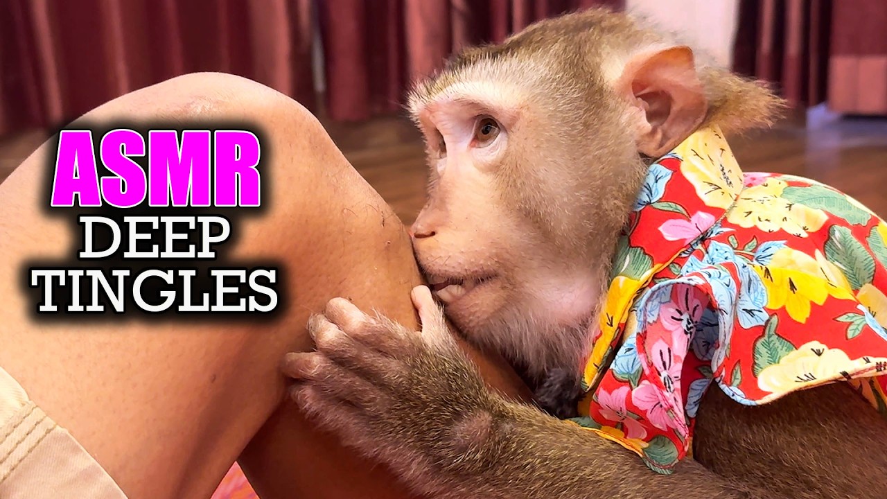 ASMR Judy's Elite Monkey Grooming Head to Toe | Deep Tingles to SLEEP FAST