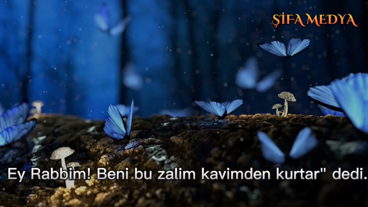 Şeyh Ebu Yahyâ el-Cezâiri | Fatiha Suresi | Kasas suresi (1-45) | #سورةالفاتحة   #سورةالقصص