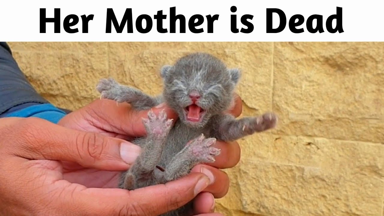 Trying to Save the Life of a Tiny Newborn Kitten, Bringing Hope and Gentle Love 🐱💖🐾