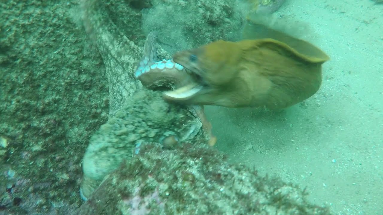Moray Eel VS  Octopus