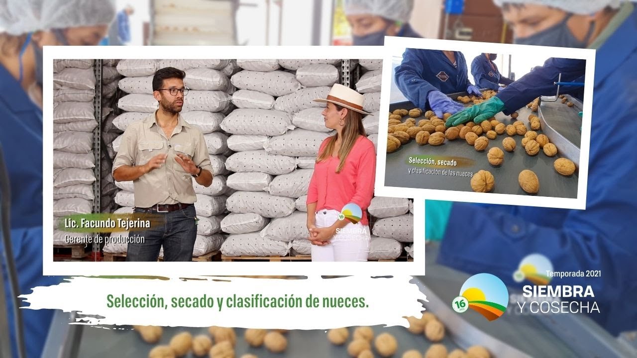 SIEMBRA Y COSECHA TV: Selección, secado y clasificación de nueces.