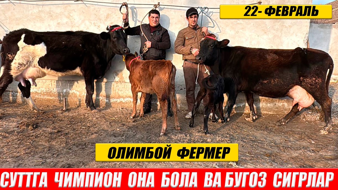 ЧАШМАЛИ  ОНА  БОЛА  ВА БУГОЗ  СИГРЛАР ОЛИМБОЙ  ФЕРМЕР !