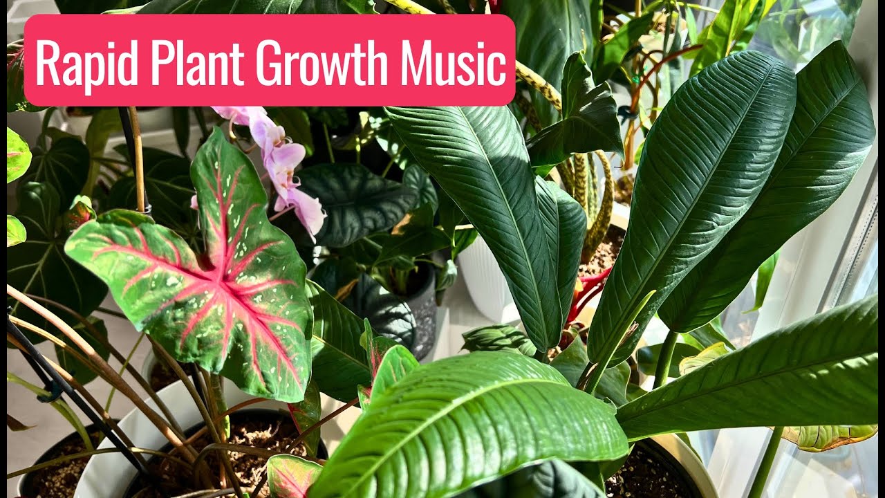 Powerful Plant Growth Music for Rapid Growth & Happiness | Best Music for Plants