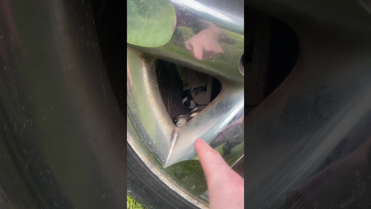 BOOPING A BABY COON! | #fishing #raccoon #racoons