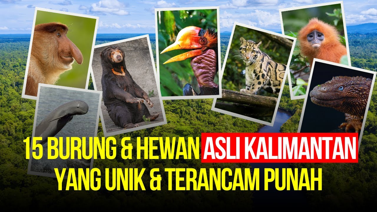 Apa Saja Hewan Khas Kalimantan? 15 Burung dan Hewan Asli Kalimantan yang Langka dan Terancam Punah
