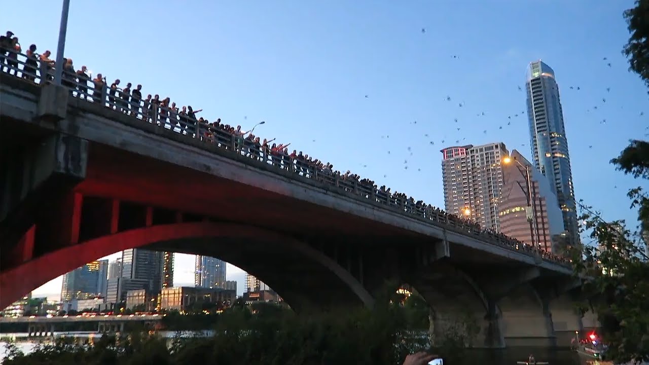 Два миллиона летучих мышей пересекли мост в Остине, штат Техас