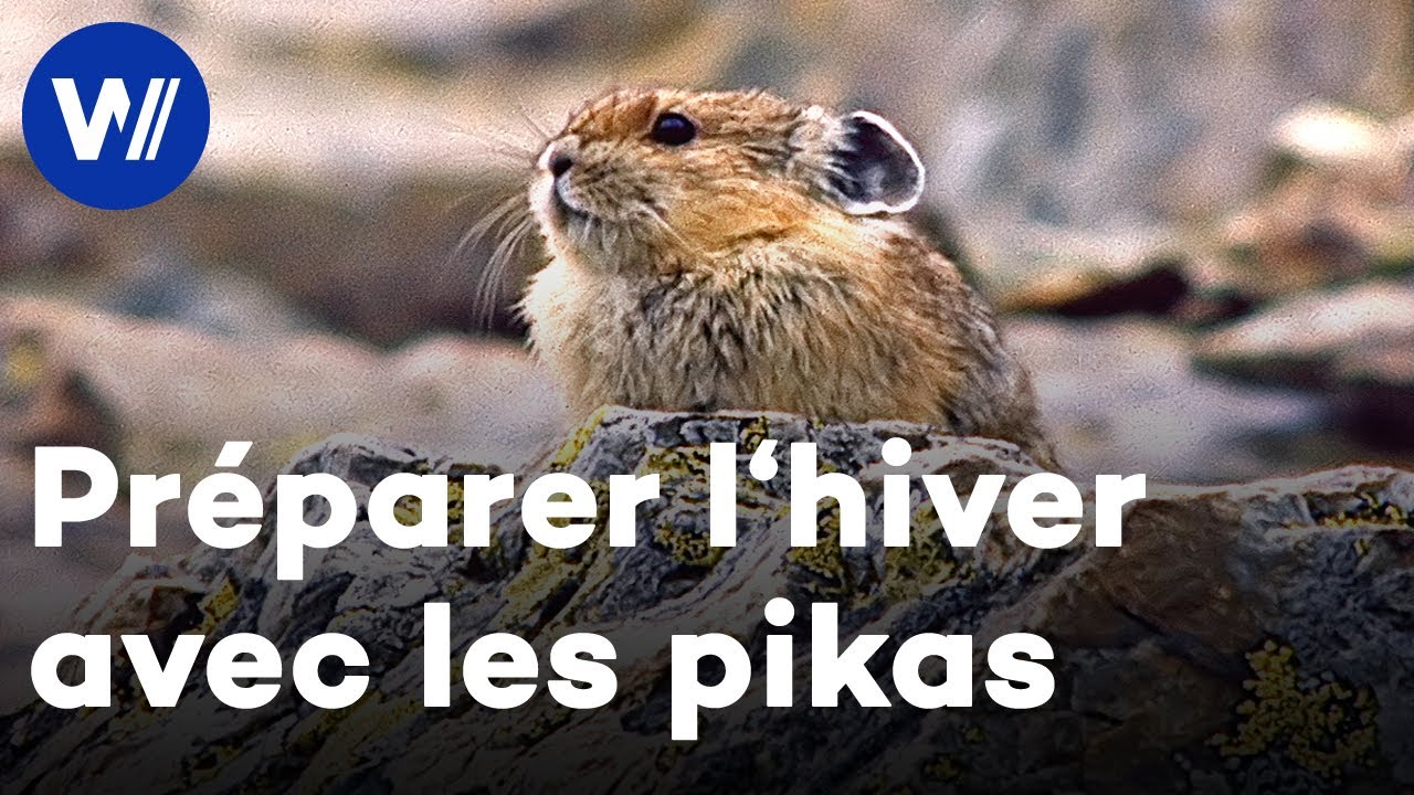 Un pika fait entendre son cri alors qu'il collecte de la nourriture en prévision de l'hiver