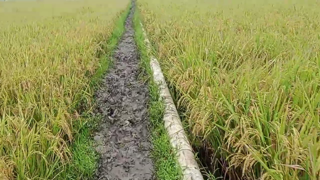TANAMAN PADIKECAMATAN KALITIDU BOJONEGORO WAYAHE PANEN RAYA 