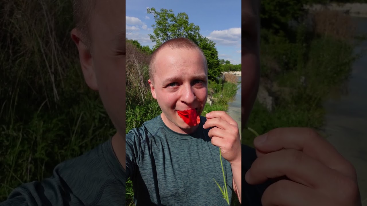 Mak polny (łac. Papaver rhoeas) - roślina jadalna #natura #zioła