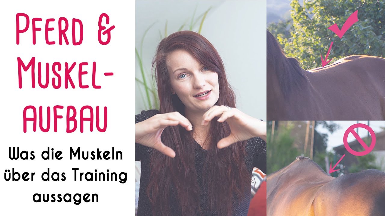 Trainierst Du Dein Pferd richtig? Was die Bemuskelung Deines Pferdes über das Training aussagt!