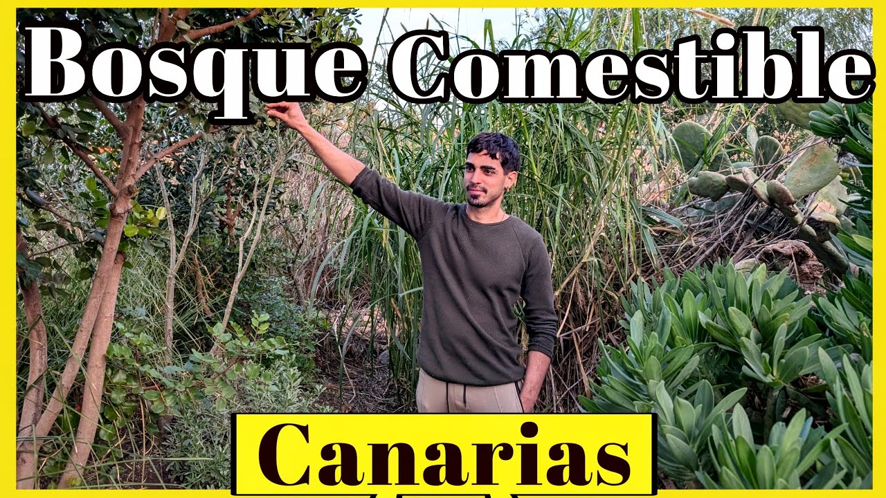 SELVA comestible en FUERTEVENTURA - Bosque de ALIMENTOS en CANARIAS