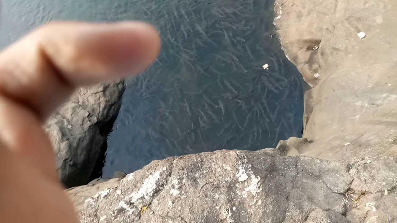 Tilasha River all fish