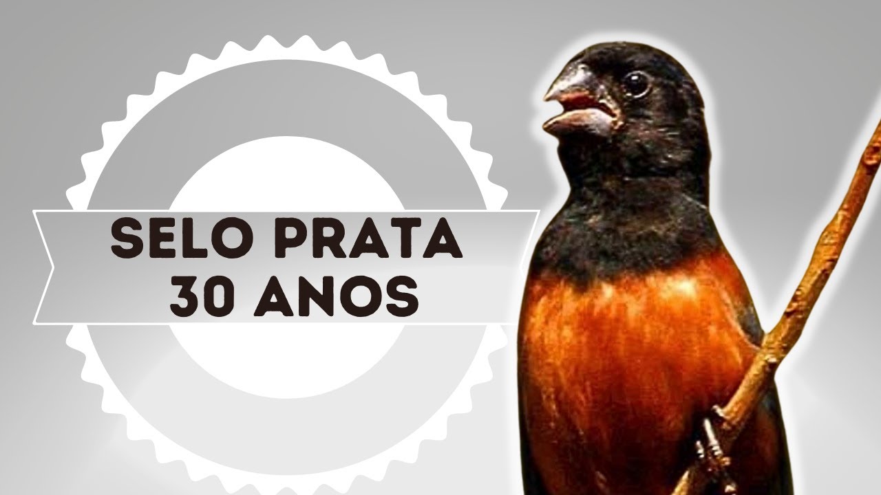 Encarte Curió Selo prata 30 Anos produzido especialmente no início do seu aprendizado #curio