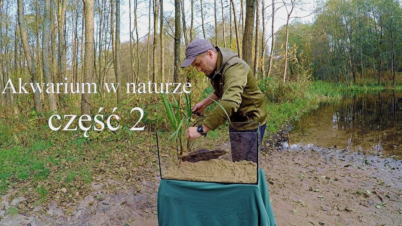 Akwarium w naturze /dzikie akwarium/część 2. Aquarium in nature /wild aquarium/part 2