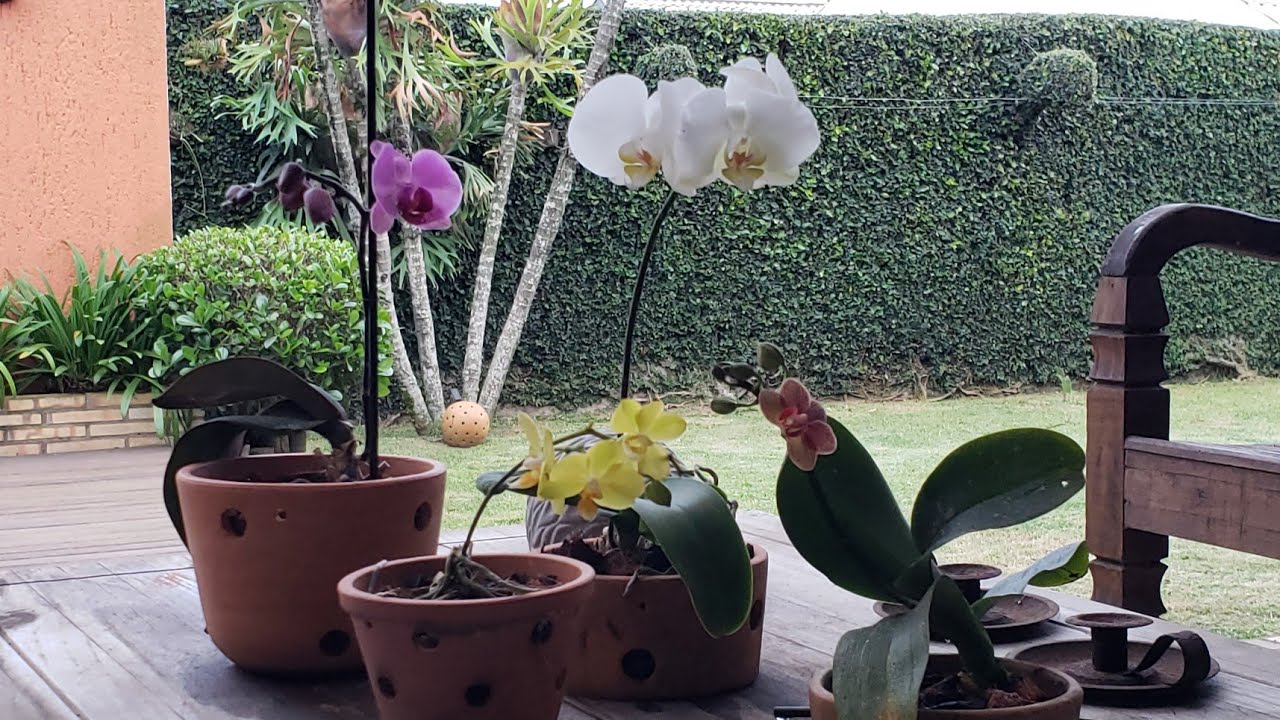Vlog Varanda e Jardim - Mostrando as Novidades | Página da kika 