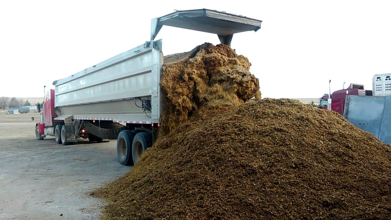 Unloading silage belt floor trailer