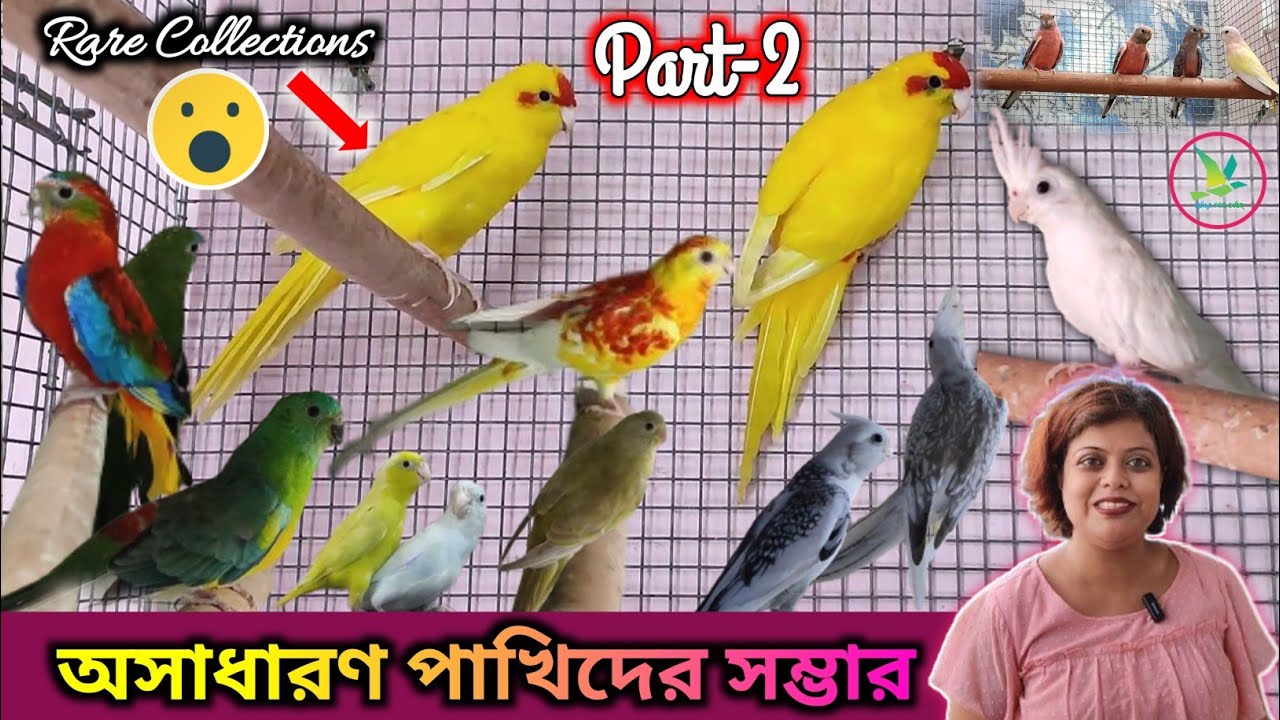 Red Crown/Turquoise/Red-rumped/Bourke's Parakeet/Parrotlet/Hagoromo Budgies/Cockatiel Birds Setup
