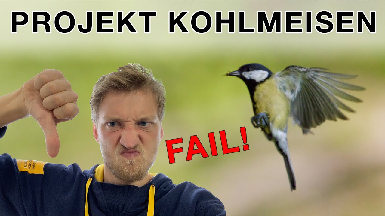 Kohlmeisen im Flug fotografieren - Ein gescheitertes Fotoprojekt (und was ich gelernt habe)