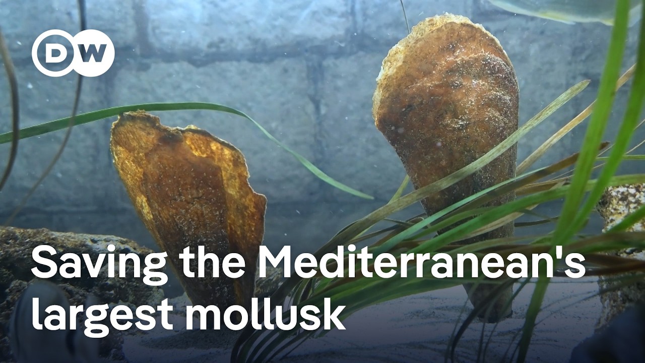 Croatian scientists race to save rare giant clam from extinction |  DW News