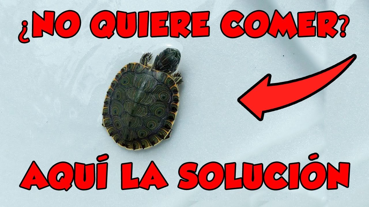 PORQUE MI TORTUGA NO COME? Y COMO HACERLA COMER CON ESTOS PASOS...