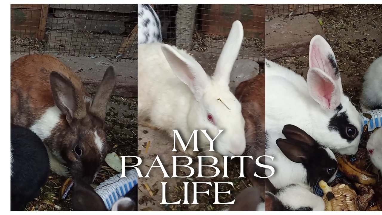 MY RABBITS LIFE AND MY COLONY AHL Bird 🐦🕊️ COLONY RABBITS HI RABBITS