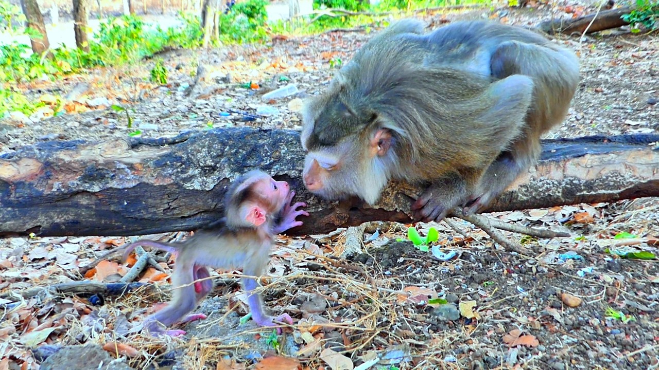 Sweet Mama ROZITA Kisses Baby ROSCA to Encourage More Skillful Walking on the Root 💛🌿