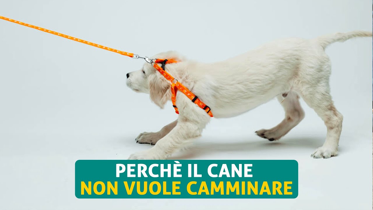 Perché il cane non vuole camminare