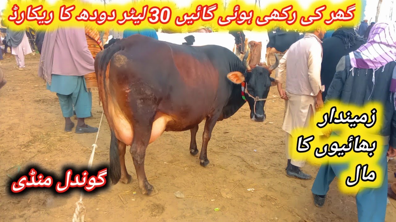 Top Quality Highest Milking Cow 30 liter Milk Record||Pregnant And Milking Cows For Sale At Gondal 