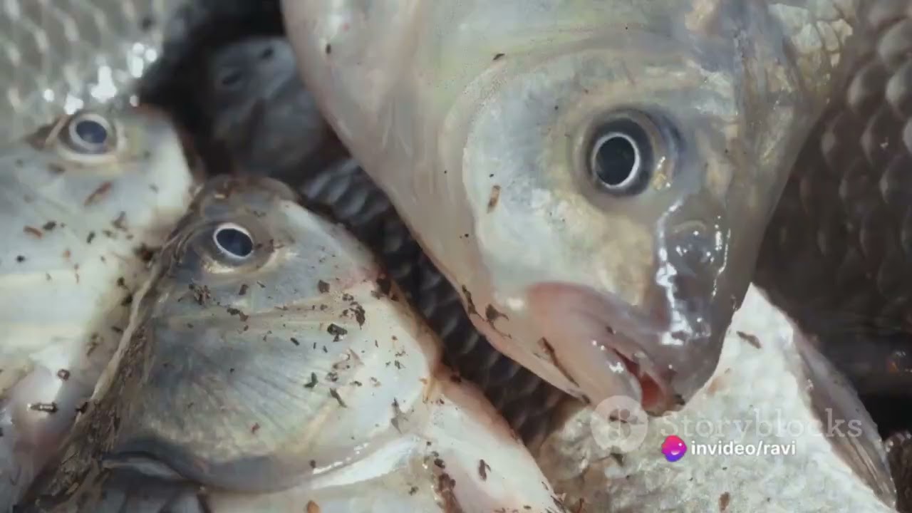Unveiling the Fish Tongue Parasite