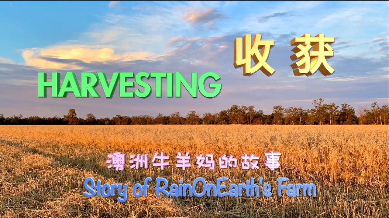 澳洲牛羊妈的故事13：收获 Harvesting，Story of RainOnEarth's Farm(Ep13)