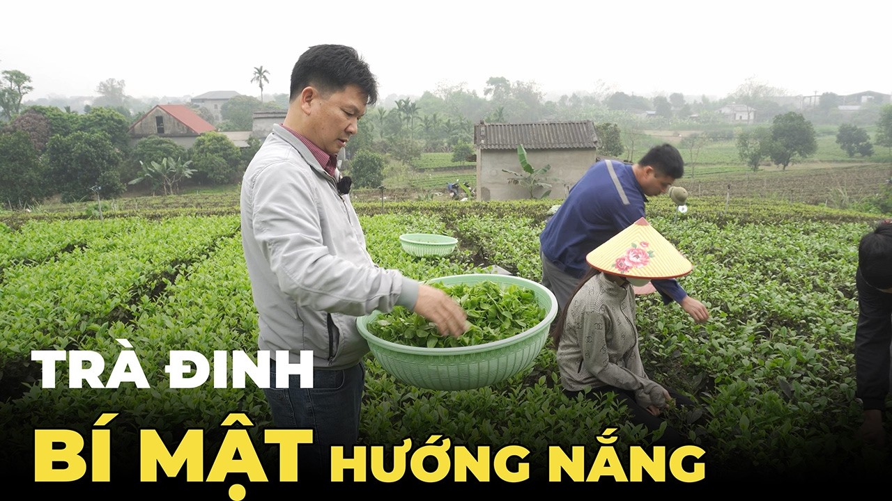 Trà Đinh Thái Nguyên Tân Cương Theo Hướng Hữu Cơ Hái Thủ Công