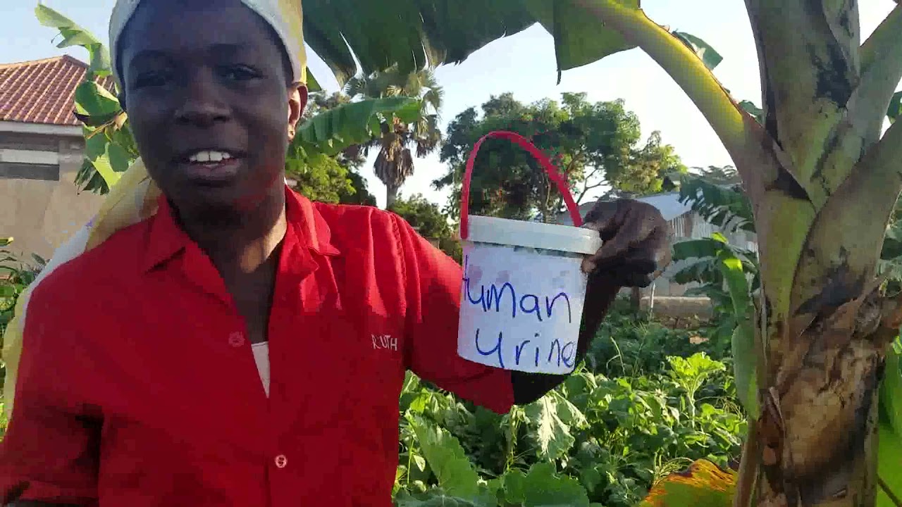 Don't waste your Urine, it can help you in the garden.