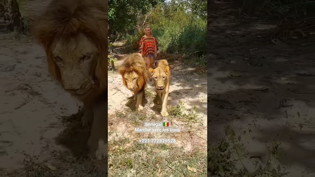 Marche avec les lions &agrave; Fathala #senegal