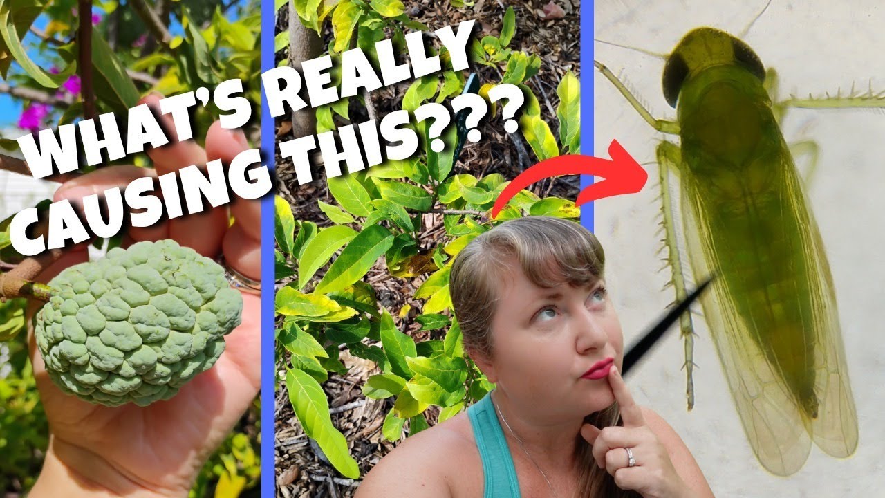 This Tiny Bug Is Wrecking Sugar Apples | Leafhopper Damage & Organic Treatment (Annona)