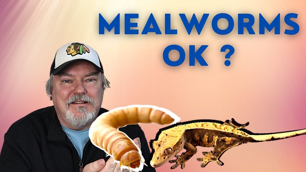 Можно ли кормить моего геккона мучными червями?