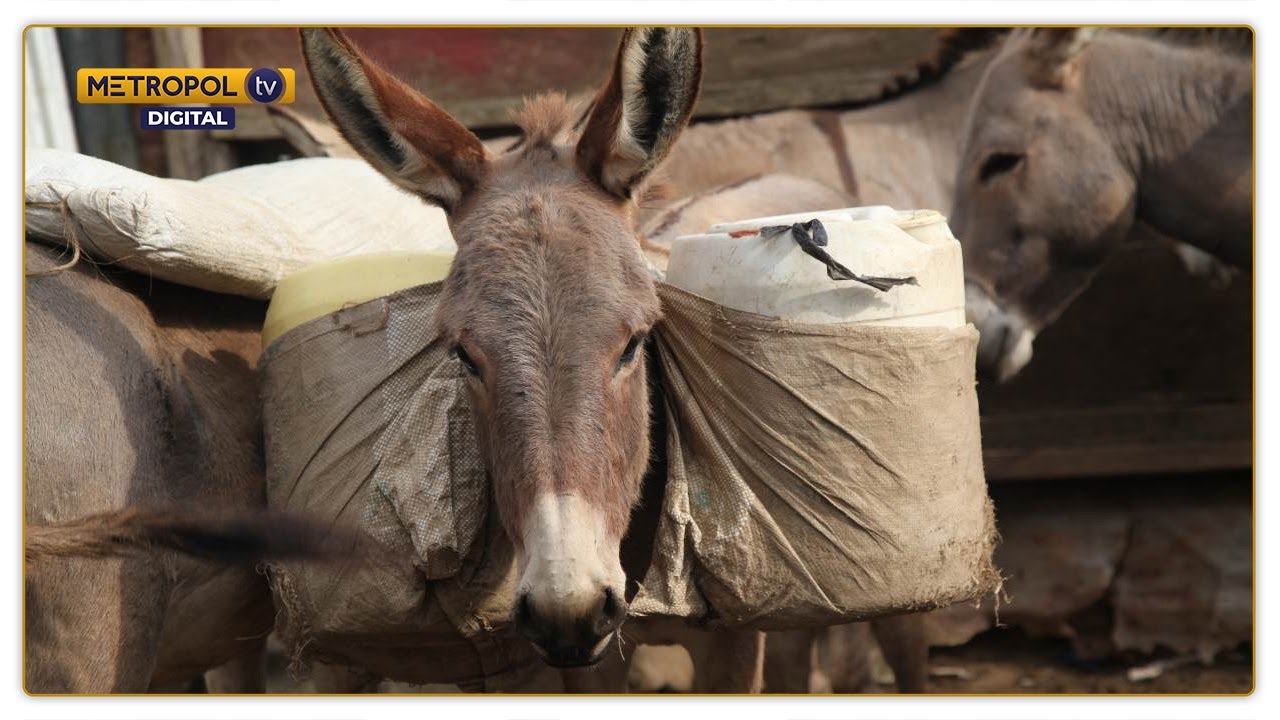 Benefits of Doneky Farming in Kenya